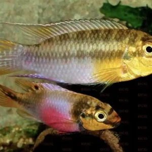 Augenfleck-Prachtbarsch / Purpurprachtbarsch rotviolett (Pelvicachromis subocellatus) Saisonangebot